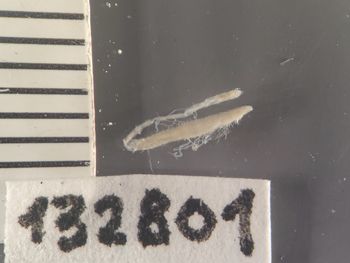 Media type: image;   Invertebrate Zoology 132801 Description: Digital photograph of preserved specimen.;